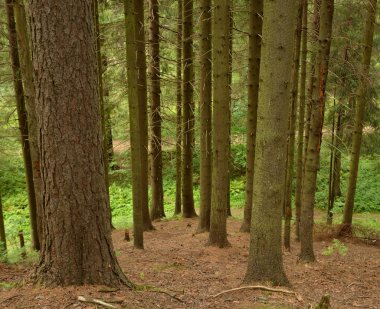 Yaz günlerinde çam ormanı.