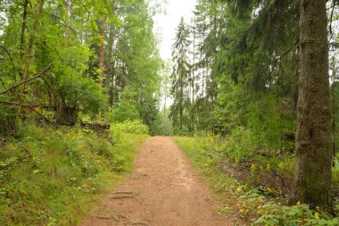 Yaz gününde yaprak döken ormanda Yol.