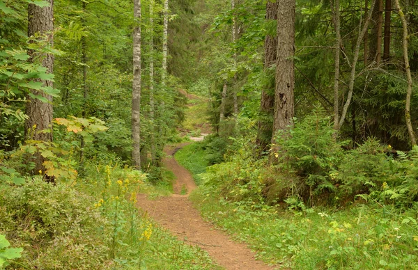 Camino en el bosque caducifolio en el día de verano . — Foto de Stock