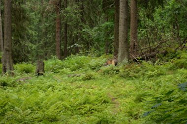 Yaz günlerinde çam ormanı.