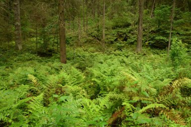 Yaz günlerinde çam ormanı.