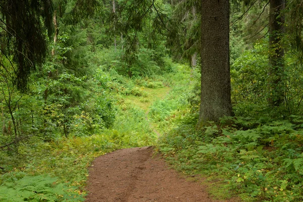 Pathway in pine forest at summer day. — Stock Photo, Image