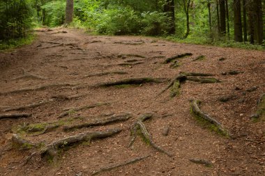 Yaz günü çam ormanında patika.