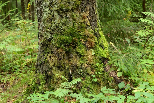 Старый пень с мхом в летнем лесу . — стоковое фото