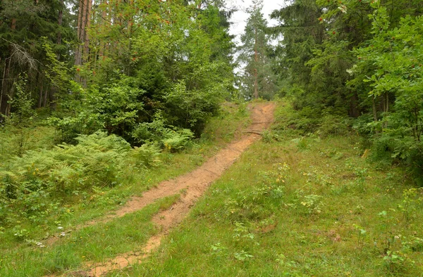 Pathway in deciduous forest at summer day. — Stock Photo, Image