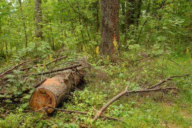 Yaz günü çam ormanında devrilen ağaç.