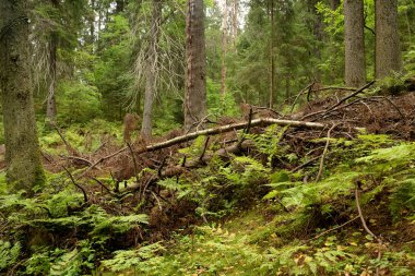 Yaz günü çam ormanında devrilen ağaç.