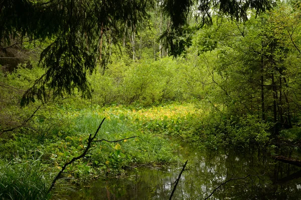 Малое лесное болото в летний день . — стоковое фото