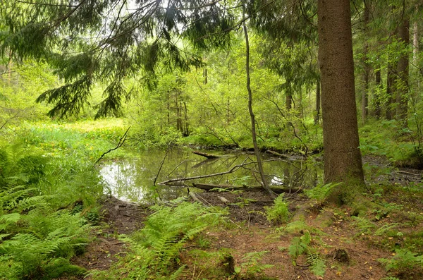 Små skogs träsk på sommardagen. — Stockfoto