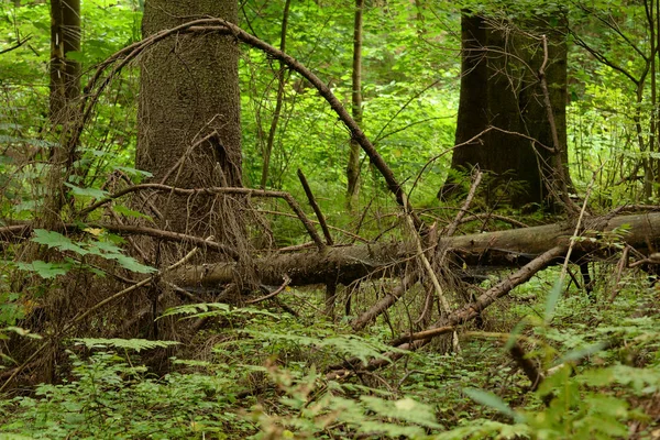 夏の日に松林の倒木. — ストック写真
