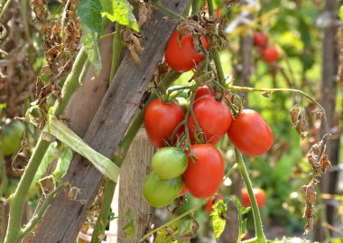 Domatesler domates çalılığında yetişir.