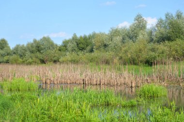 Güneşli gün bataklık.
