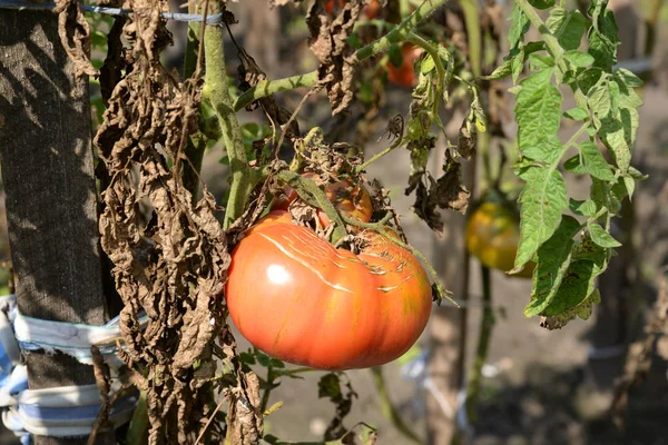 Büyük kırmızı olgun domates. — Stok fotoğraf