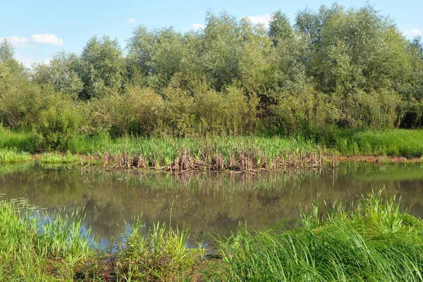 Swamp op zonnige dag. — Stockfoto