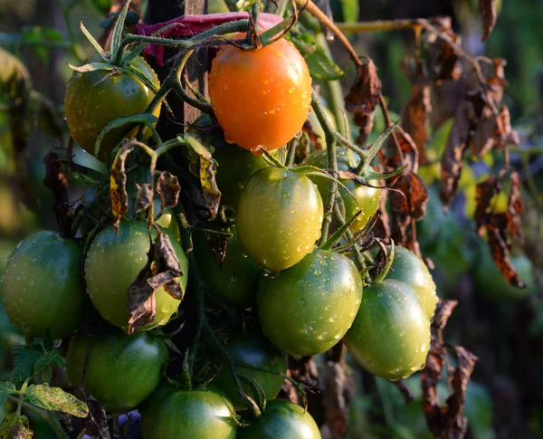 Domatesler domates çalılığında yetişir. — Stok fotoğraf