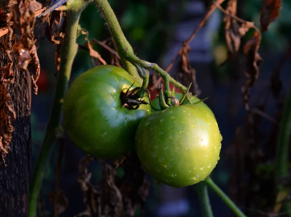 Os tomates crescem em um arbusto de tomate . — Fotografia de Stock