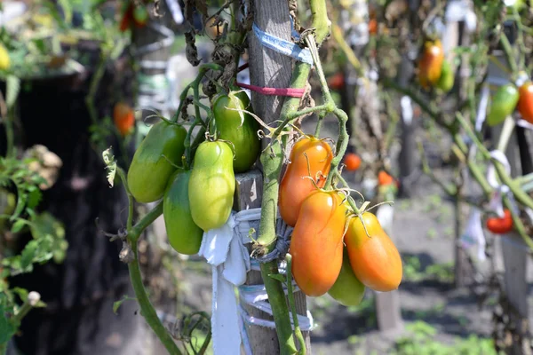 Os tomates crescem em um arbusto de tomate . — Fotografia de Stock