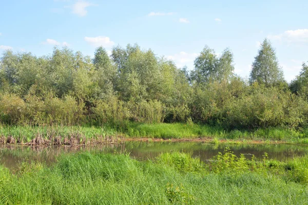 Swamp at sunny day. — Stock Photo, Image