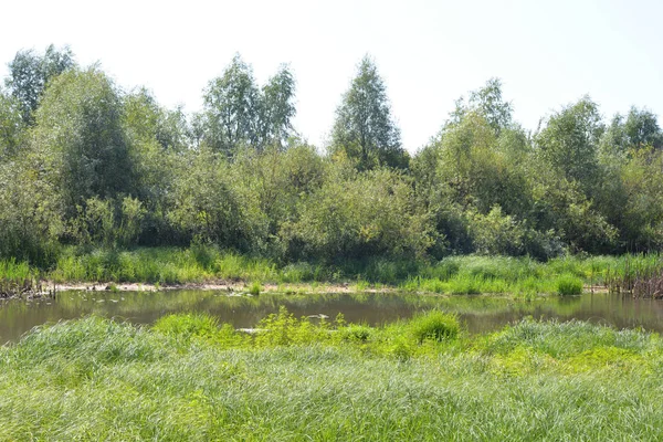 Blick Auf Den Sumpf Einem Sonnigen Sommertag Der Weißrussischen Polesie — Stockfoto