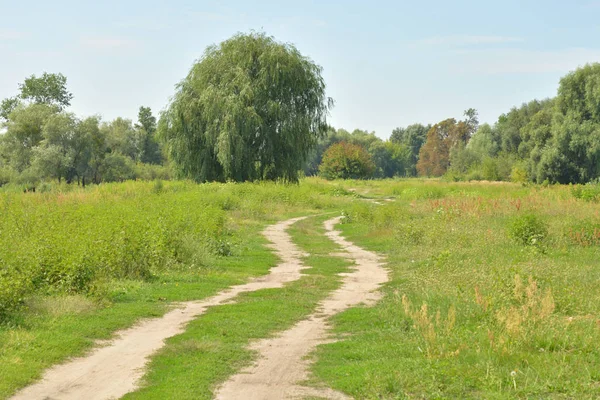 Rural road in the field. — Stock Photo, Image