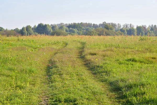 Rural road in the field. — Stock Photo, Image