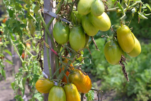 Помідори ростуть на томатному кущі . — стокове фото