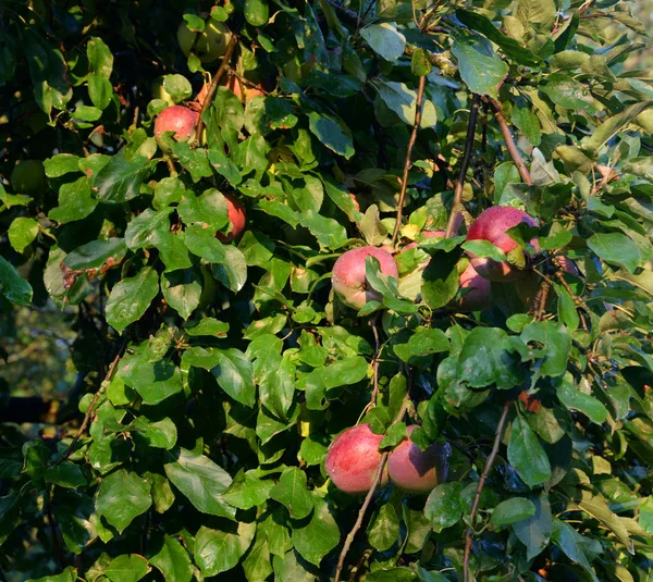 Pommes sur l'arbre. — Photo