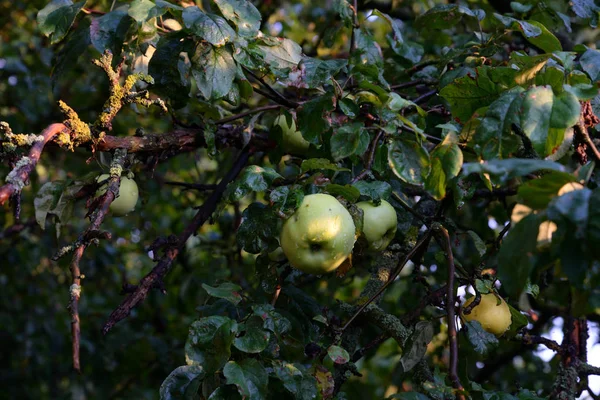 Pommes sur l'arbre. — Photo