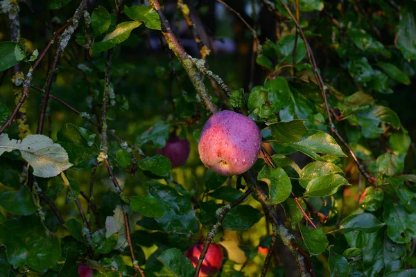Pommes sur l'arbre. — Photo