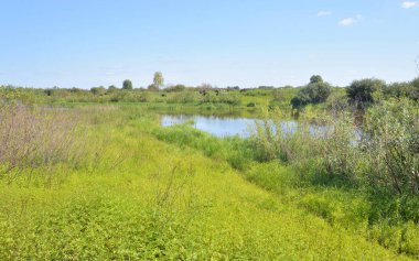 Nehir kıyısında güneşli bir gün.