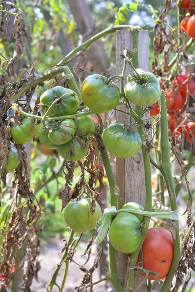 Tomatoes grow on a tomato bush. — Stock Photo, Image