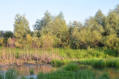 Güneşli gün bataklık.