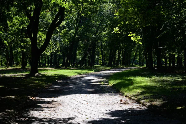 Vicolo in parco in estate . — Foto Stock