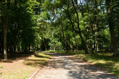 Yaz aylarında parkta Alley.