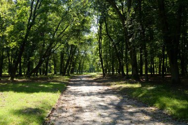 Yaz aylarında parkta Alley.