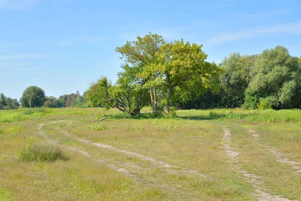 Landelijke weg in het veld. — Stockfoto