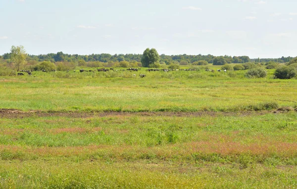 Сільський ландшафт у білоруському Полісся. — стокове фото