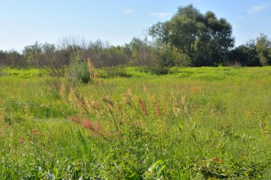 Belarus Polesie kırsal peyzaj.