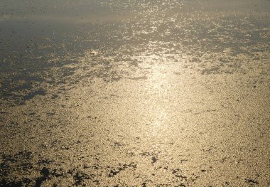 Yosunlarla kaplı gölün yüzeyi.