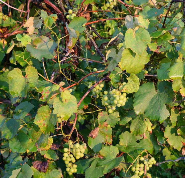 Gros plan sur la vigne verte . — Photo