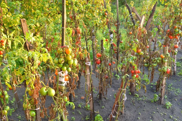 Domates ler domates çalılarında yetişir. — Stok fotoğraf