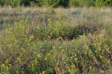 Solucan otu çiçek portre.