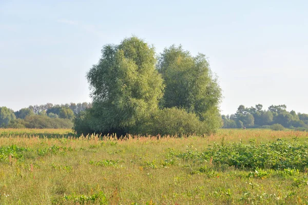 ベラルーシ・ポレジーの田園風景. — ストック写真