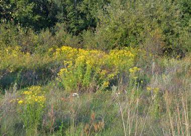 Yabani hypericum çiçekleri.