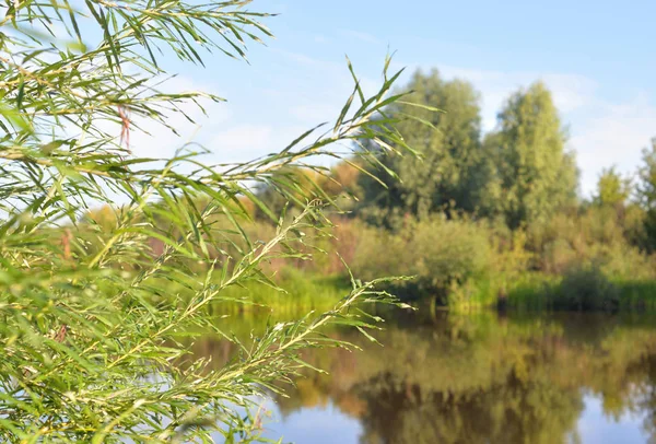 Willow leaves closeup. — Stock Photo, Image