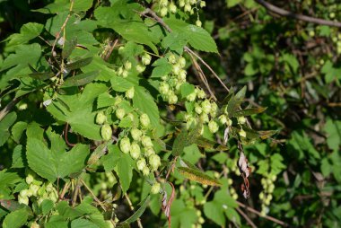 Vahşi orman atlayışları.