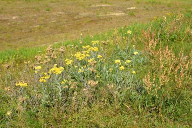 Yabani alan çiçekleri yakın çekim.