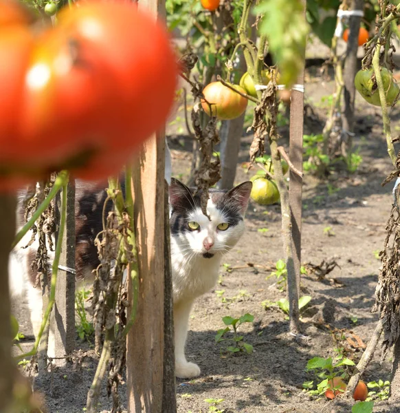 Dakloze kat en struiken van tomaten. — Stockfoto