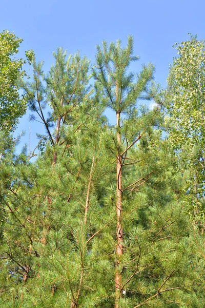 Pinos jóvenes . — Foto de Stock