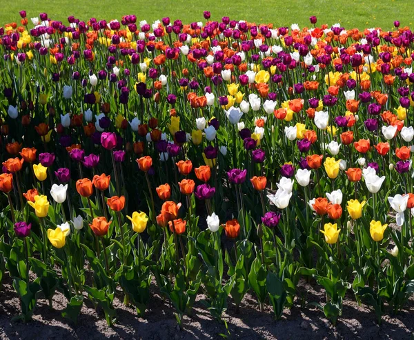 Blühende Tulpen Nahaufnahme Sonnigen Frühlingstag — Stockfoto